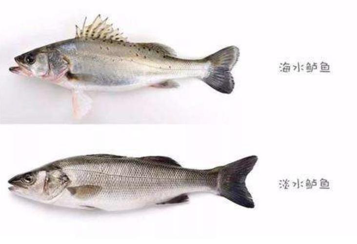 鲈鱼是淡水鱼还是海鱼缩略图