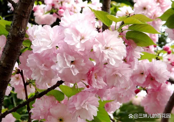 樱花有什么品种游戏截图