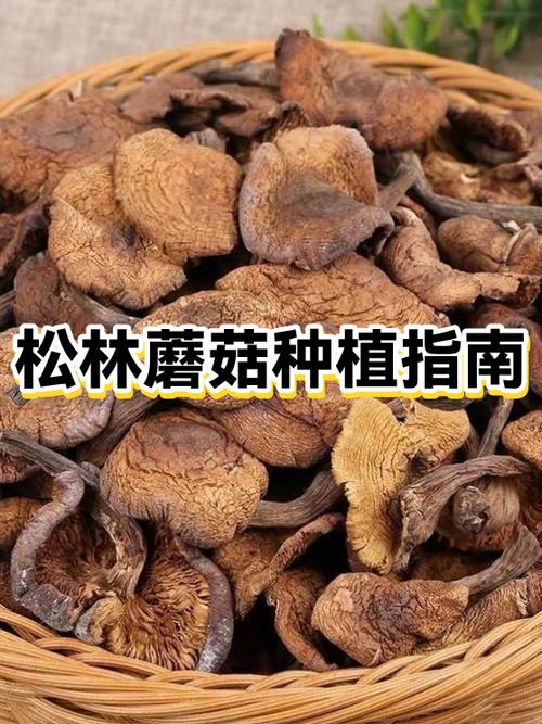 哪有蘑菇种植培训的缩略图