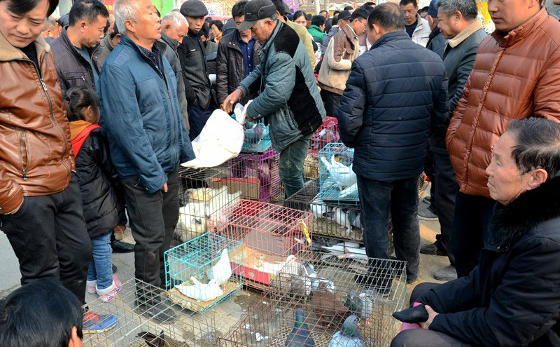 全国最大鸽子销售市场缩略图