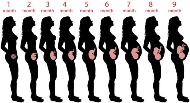 女性怀孕肚子变化缩略图