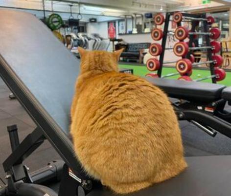 猫哥说健身游戏截图
