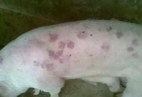 猪皮肤红是什么病怎么治疗缩略图