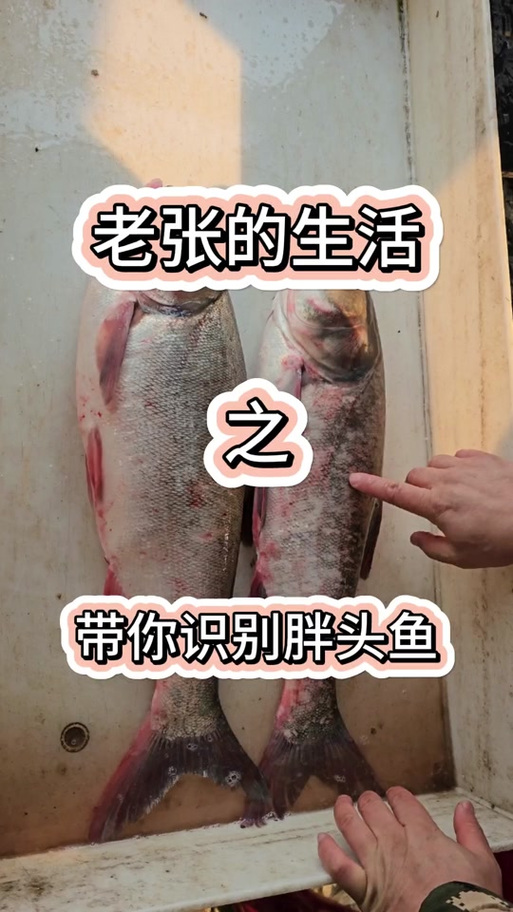 一代胖头鱼与二代胖头鱼缩略图