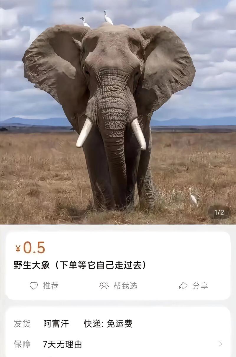 淘大象