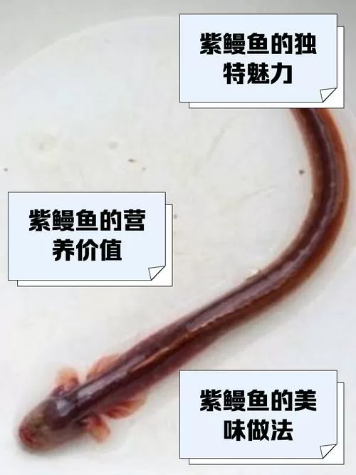 写文的紫鳗鱼是什么意思啊缩略图