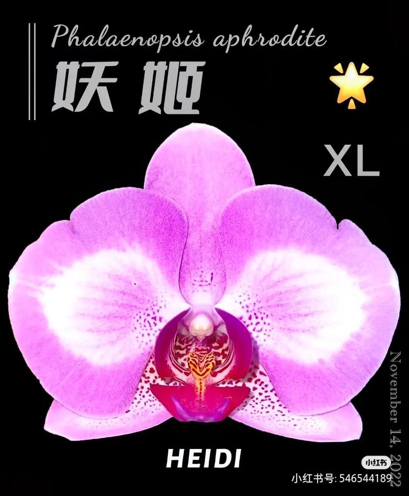 妖姬tv最新版本游戏截图
