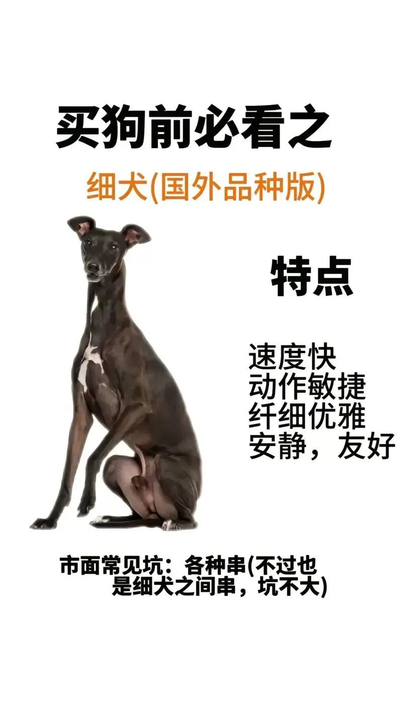 细狗app改名叫啥了游戏截图