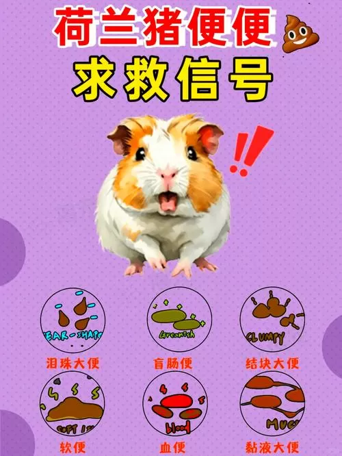 养豚鼠亏本的多吗缩略图