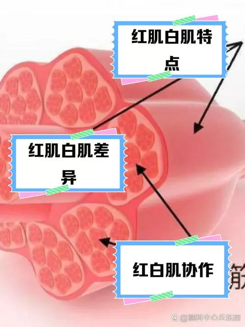 白肌肉和红肌肉的区别缩略图