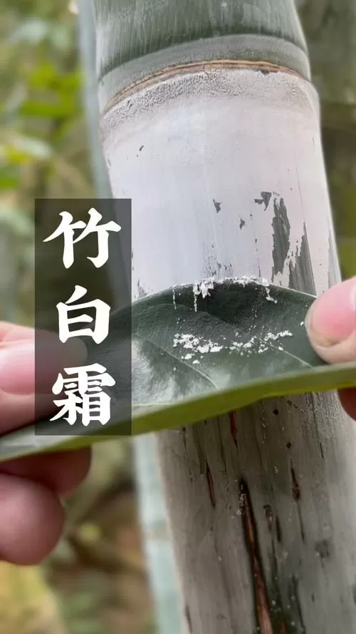 竹白霜可以泡水喝吗缩略图