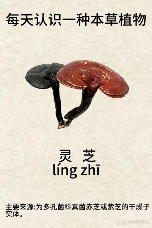 灵芝转灵芝赚缩略图