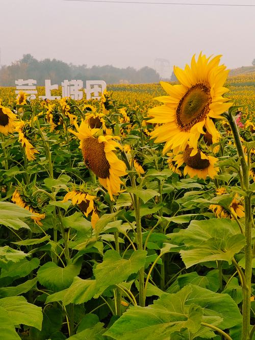 葵花转(阅读转发赚钱)缩略图