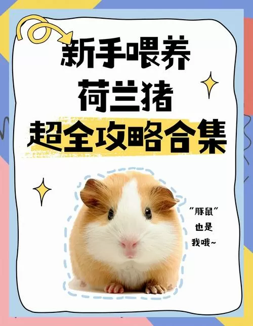 豚鼠好养活吗缩略图