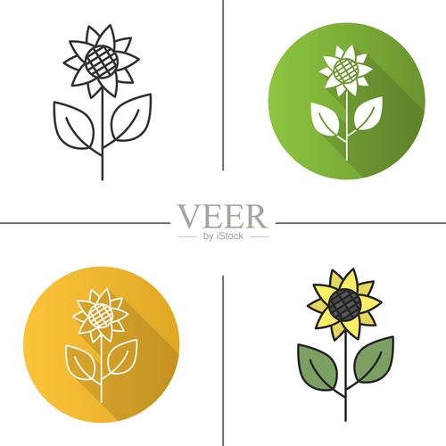 向日葵是什么植物缩略图