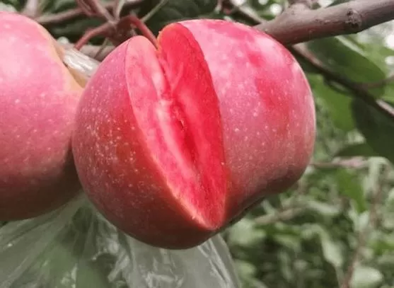 长得像苹果的红色水果缩略图