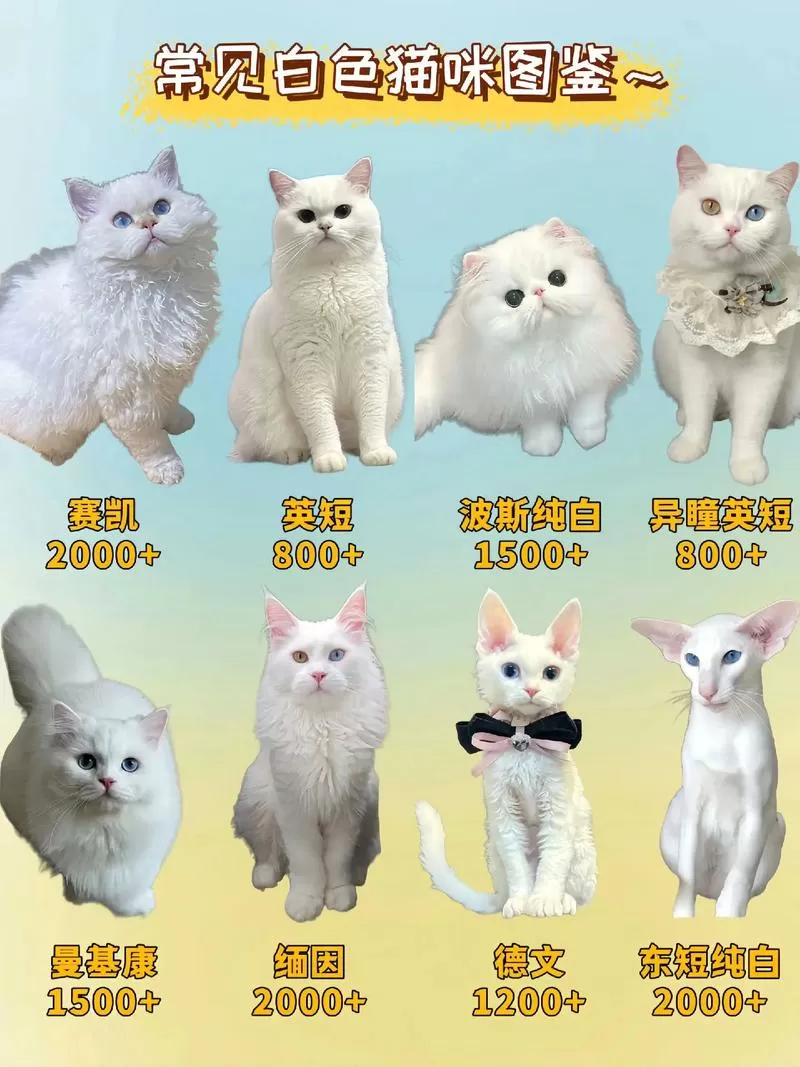 白色的猫是什么品种游戏截图