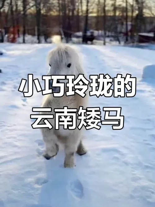 云南袖珍小马图片游戏截图